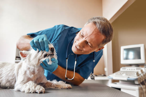 Best Broken or Chipped Tooth Repair in Mattawan, MI